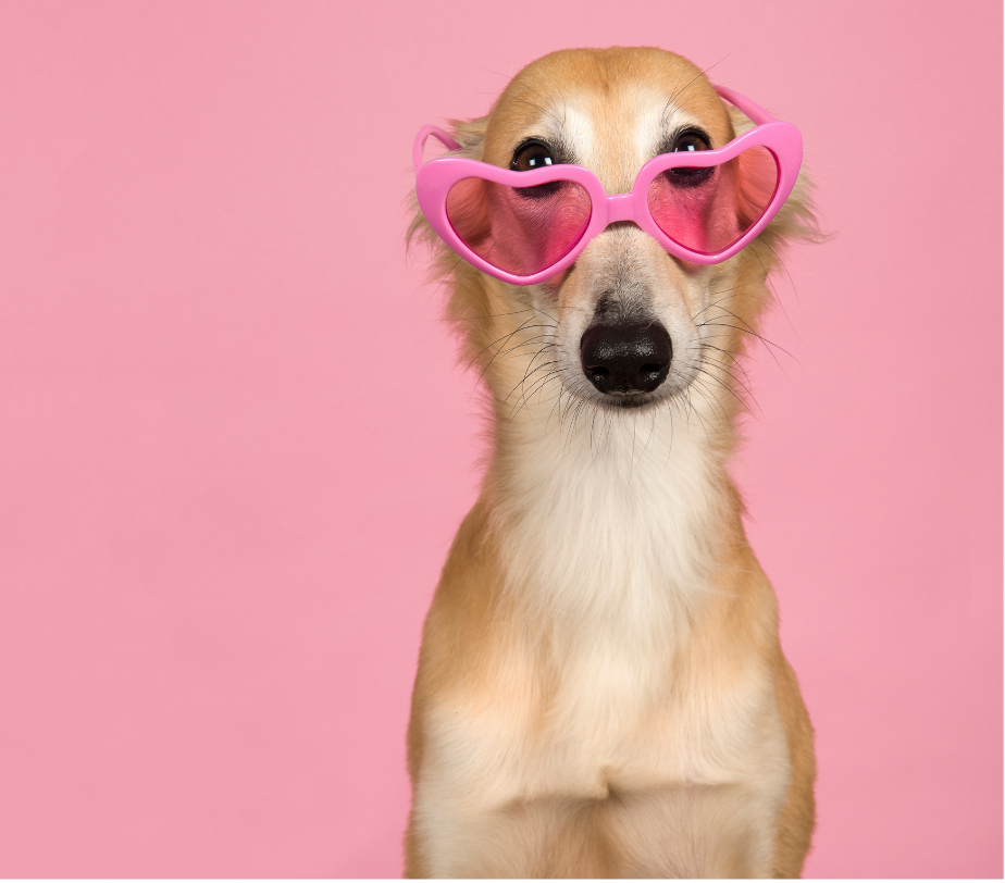 Happy dog enjoying Shniff pet care