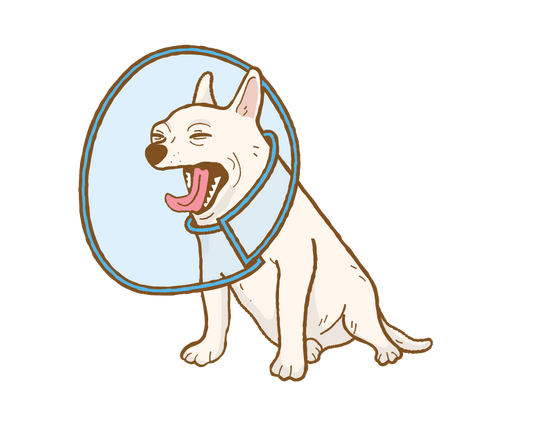 Scents and Safety: Understanding Allergies and Fragrances in Pet Grooming