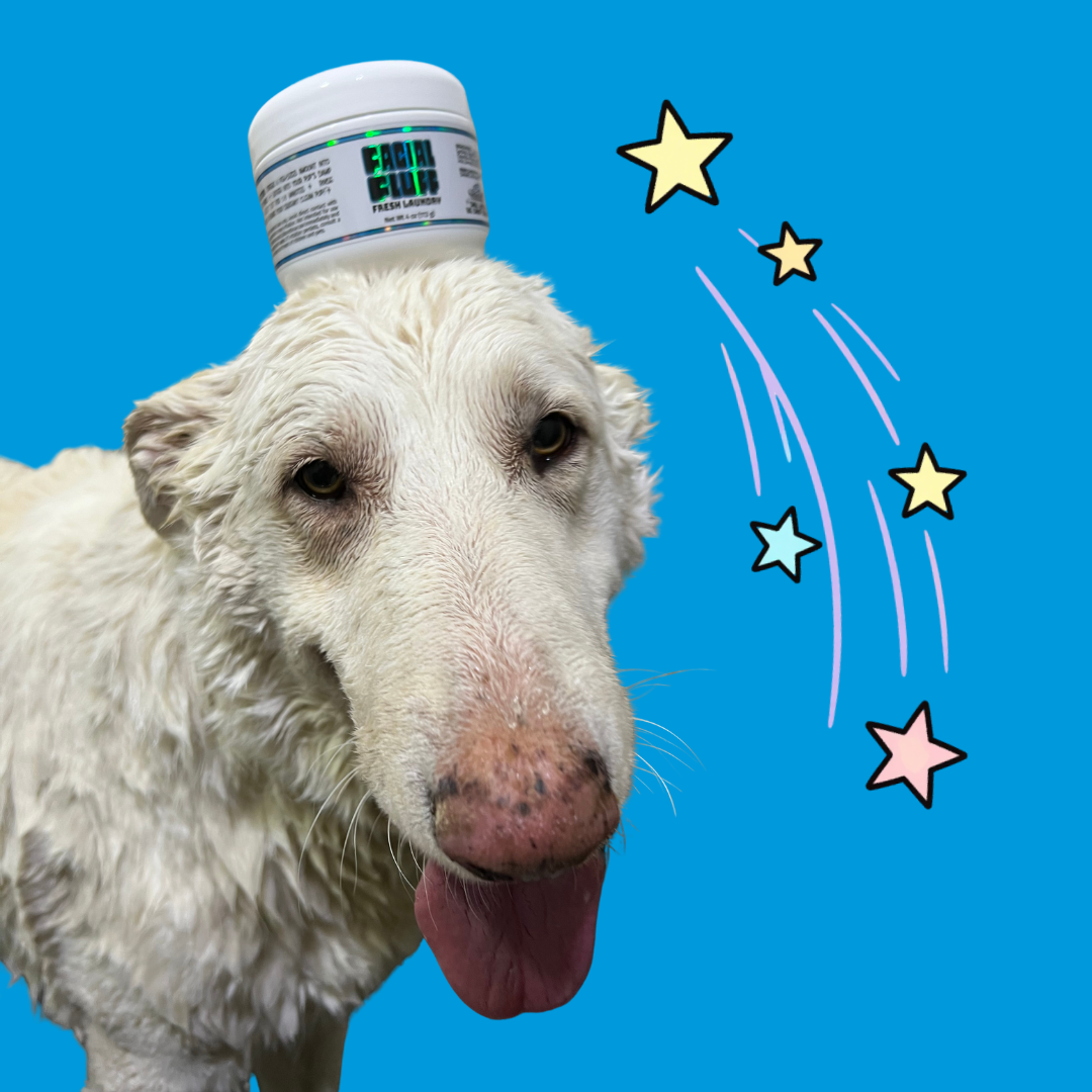 Happy dog enjoying Shniff pet care