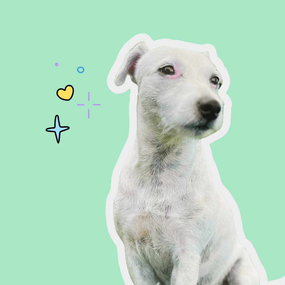 white terrier dog sitting
