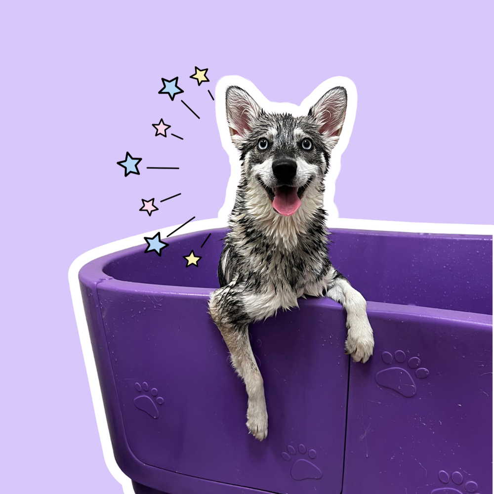 happy alaskan klee kai hanging paws over purple bath tub