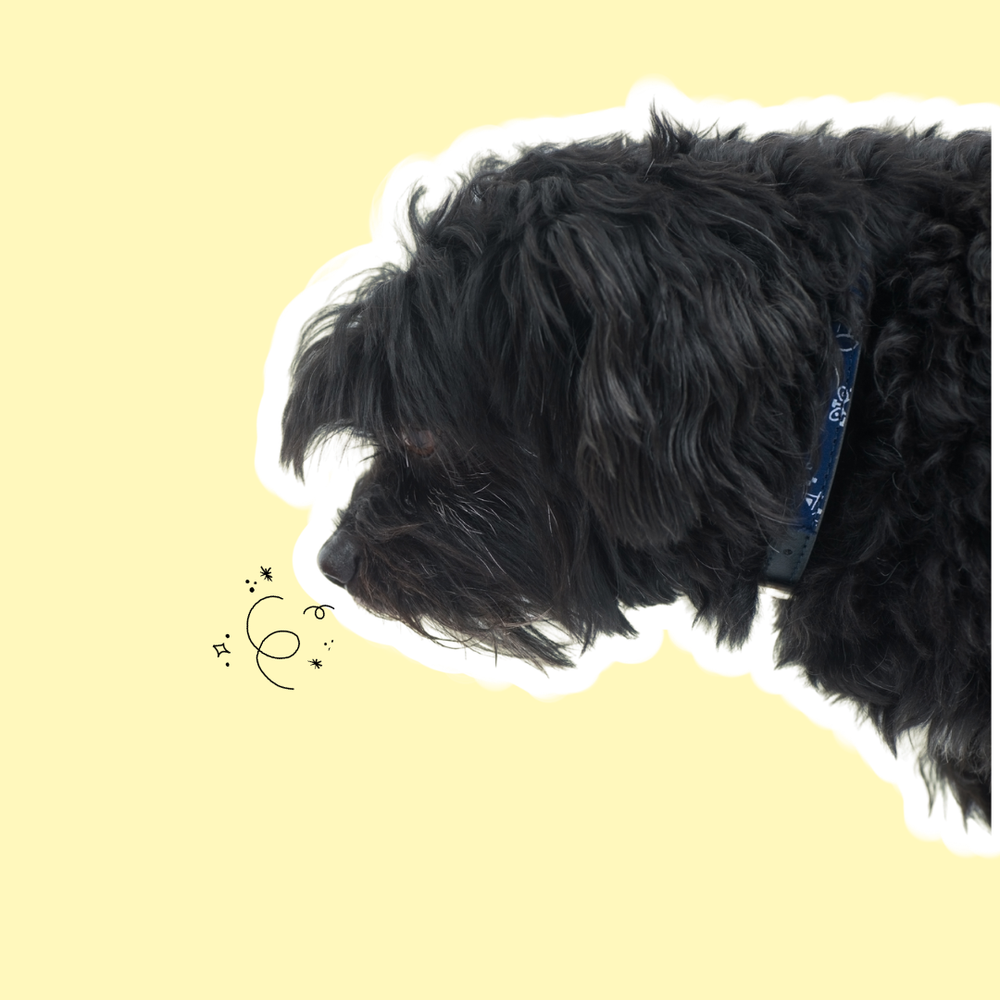 dog sniffing