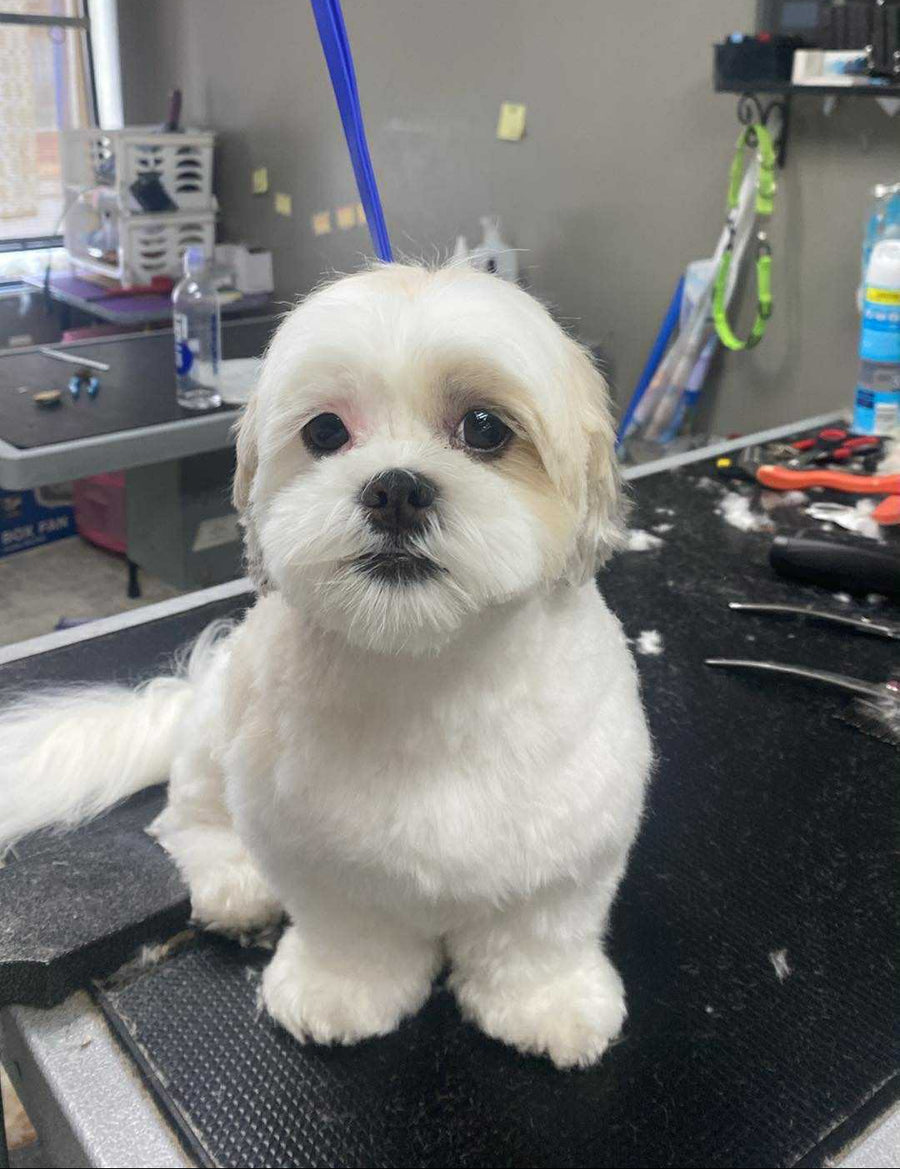 A small fluffy white dog sits on a grooming table in a grooming salon, wearing a blue leash attached to a metal stand overhead.
