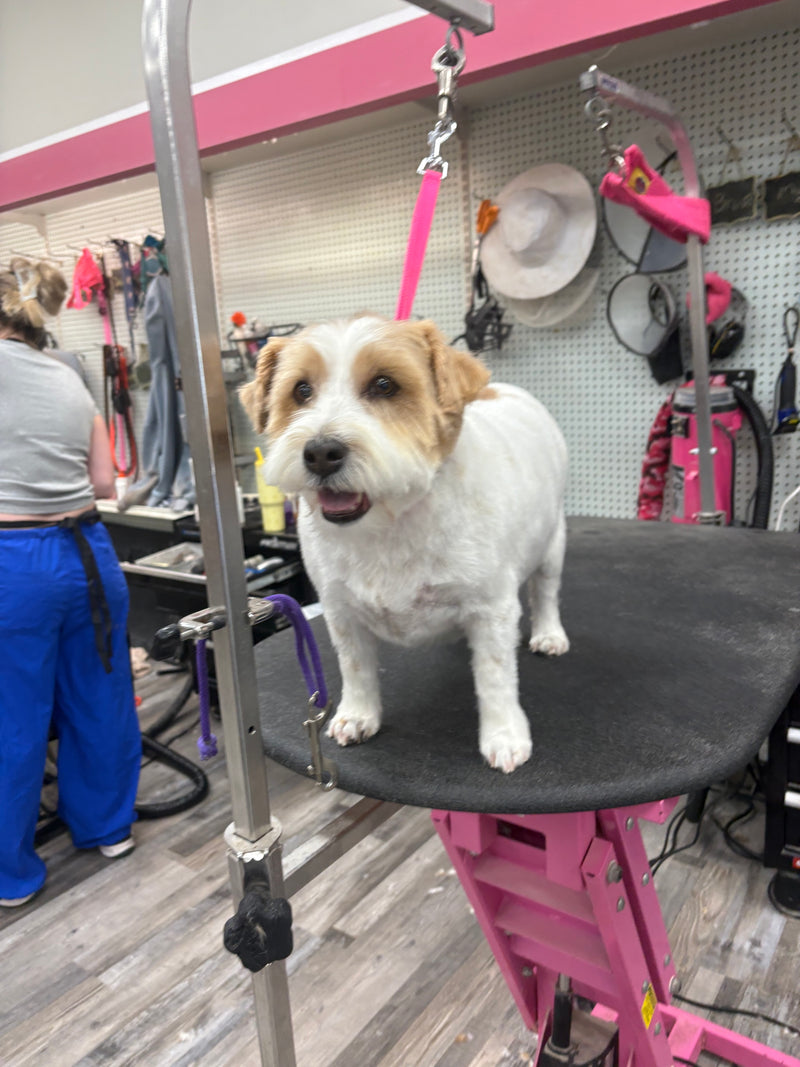 white terrier dog on grooming table