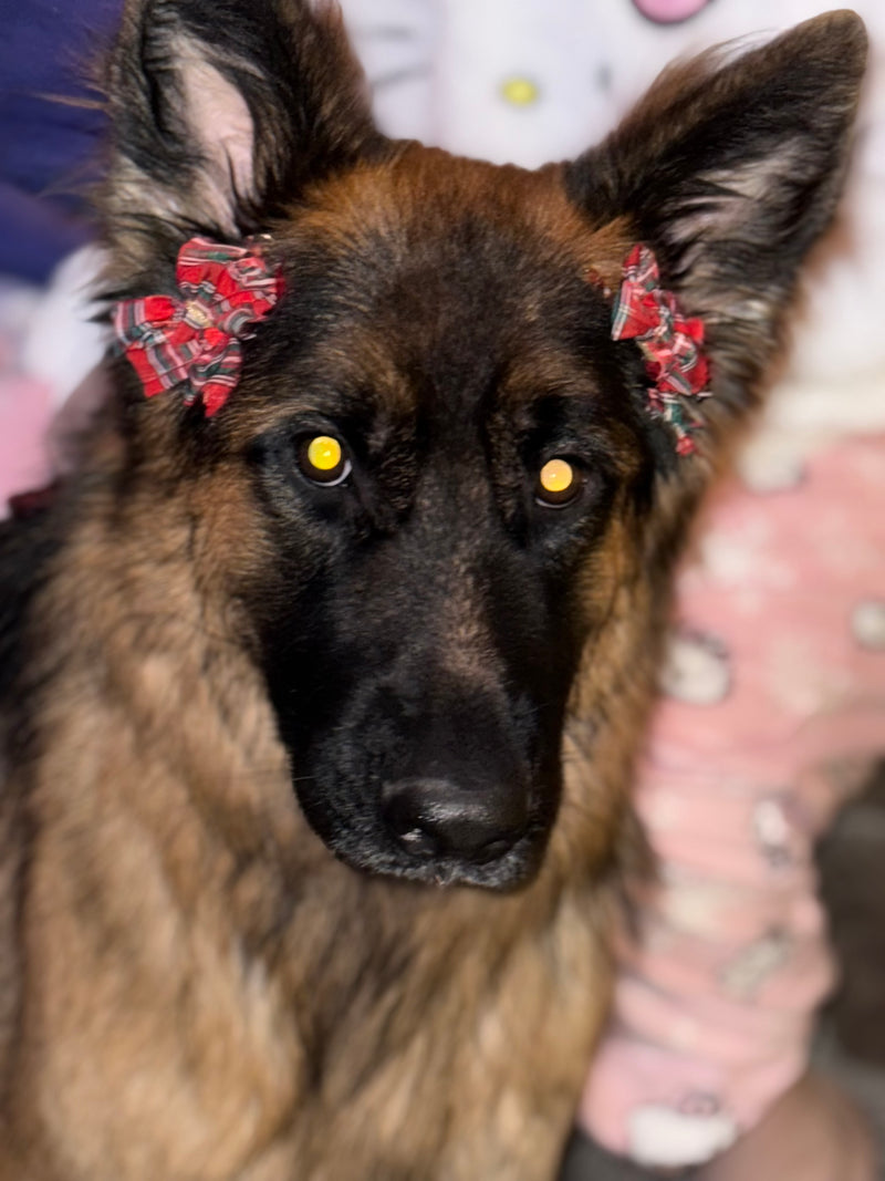 a shepherd dog with bows in ears
