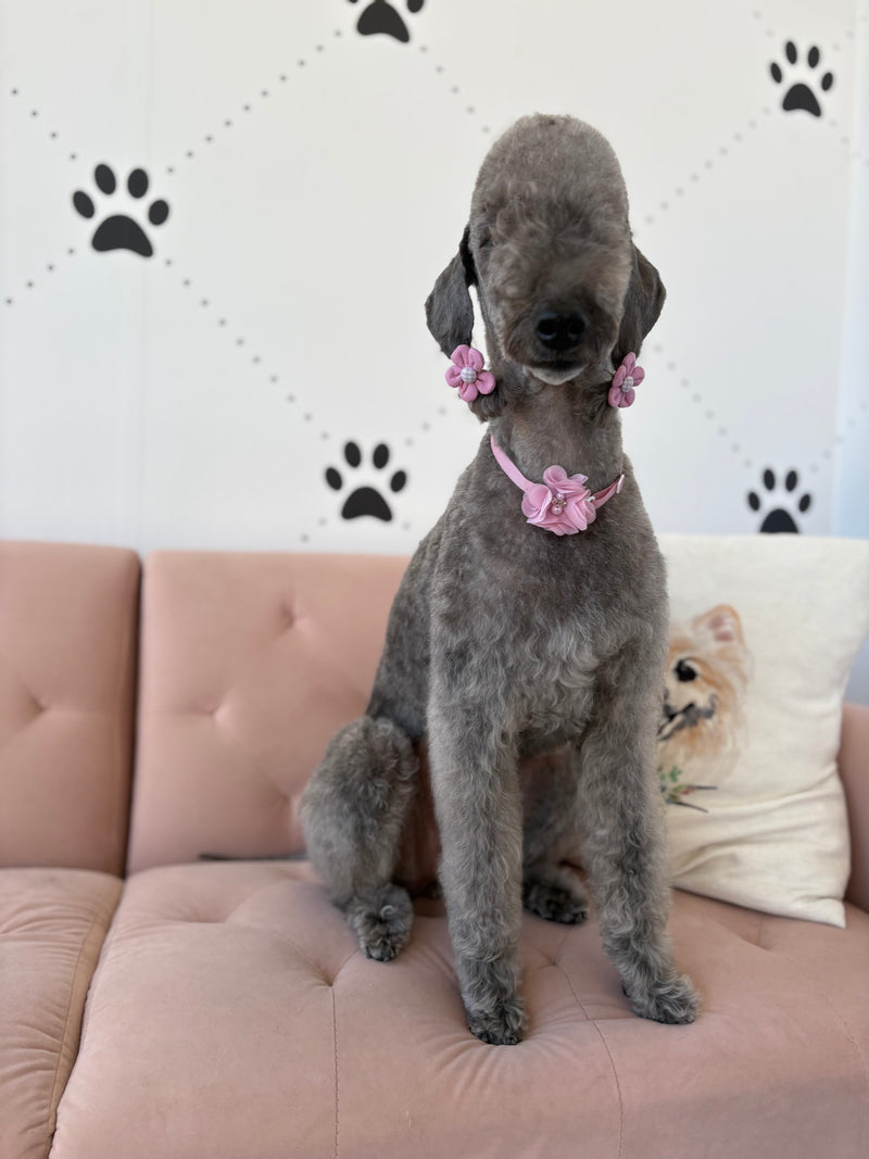 Bedlington Terrier