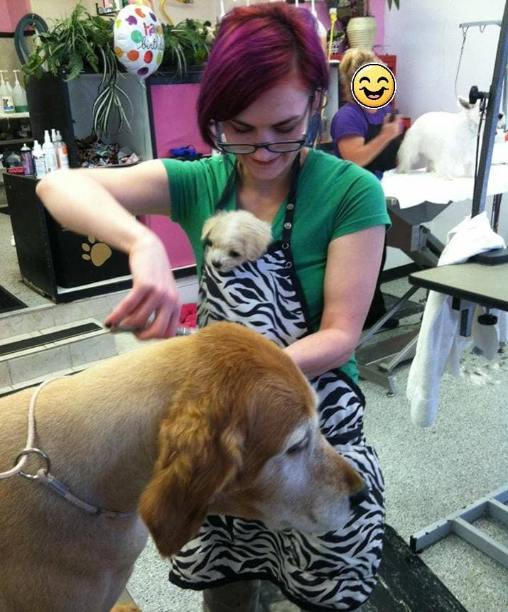 A woman with magenta hair and glasses wearing a green shirt and a black-and-white zebra print apron attends to a golden retriever at a grooming salon. A small white puppy is held in her lap, and another person is visible in the background.