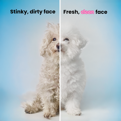 Dog groom before and after. Left side dirty matted white maltese dog, right side bright clean, white and fluffy maltese dog on blue gradient background